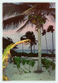 Beach Trees